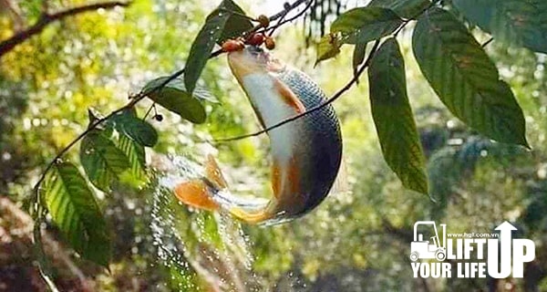 Người có chí thì nên, nhà có nền thì vững